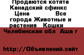 Продаются котята Канадский сфинкс › Цена ­ 15 000 - Все города Животные и растения » Кошки   . Челябинская обл.,Аша г.